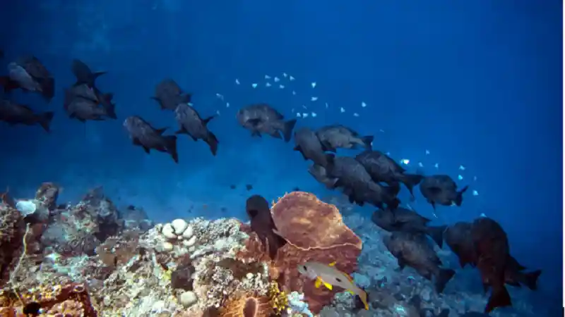 How to Book Your First Maldives Liveaboard Trip Without Extra Fees